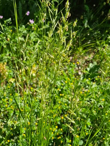 False Brome