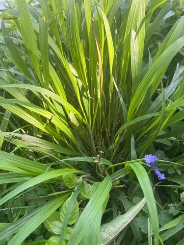 Slender False Brome