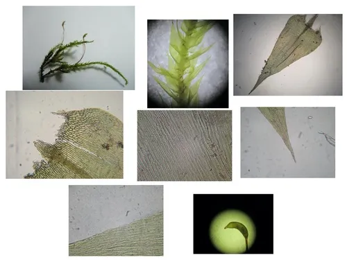 Acute Brachythecium Moss