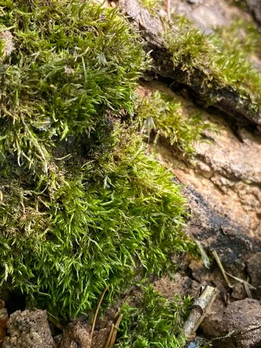 Brachythecium Moss