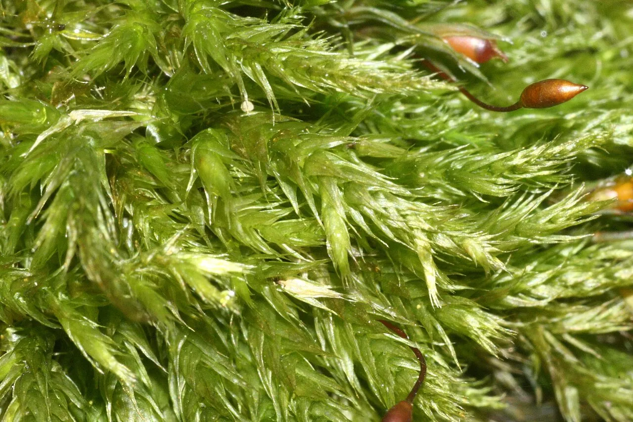 Brachythecium Moss