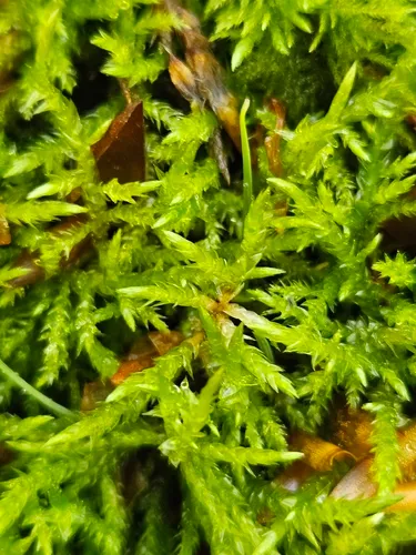 Brachythecium Moss