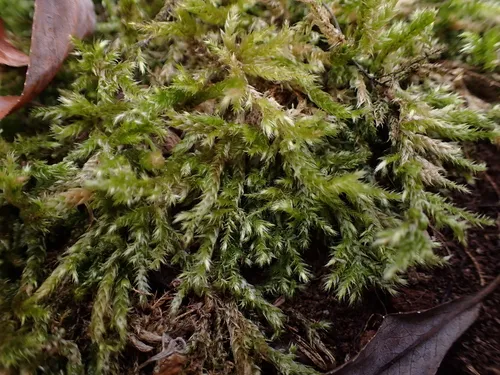 Brachythecium Moss — photo by Liadan Dickie