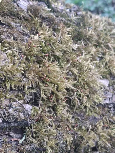 Brachythecium Moss — photo by qarakez