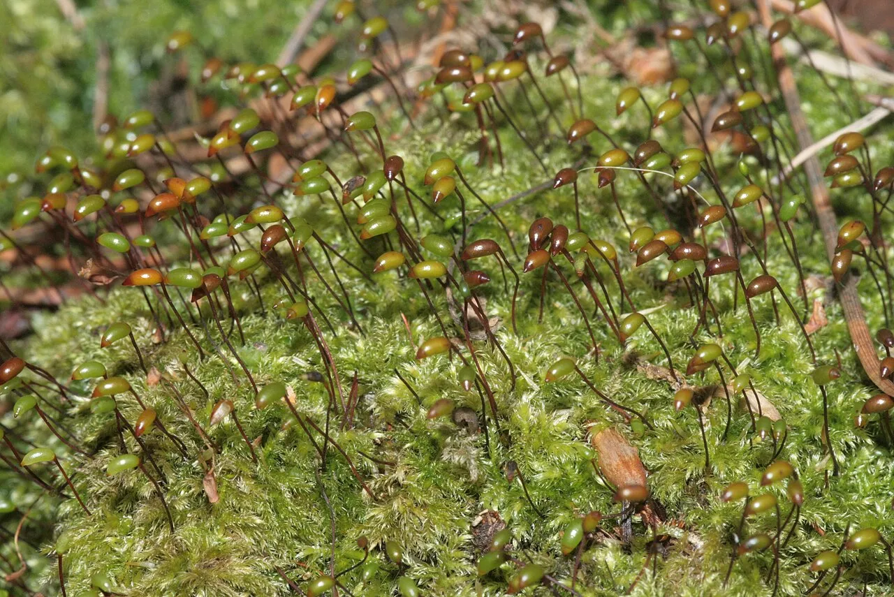 Brachythecium Moss — photo by HermannSchachner