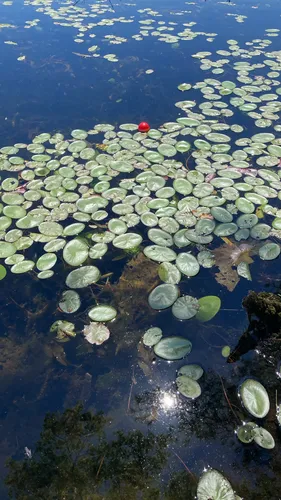 Watershield — photo by deepsandtom