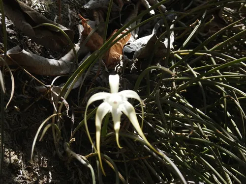 Daddy Longlegs Orchid