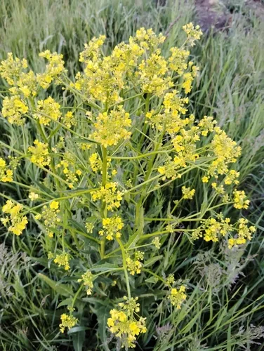 Elongated Mustard