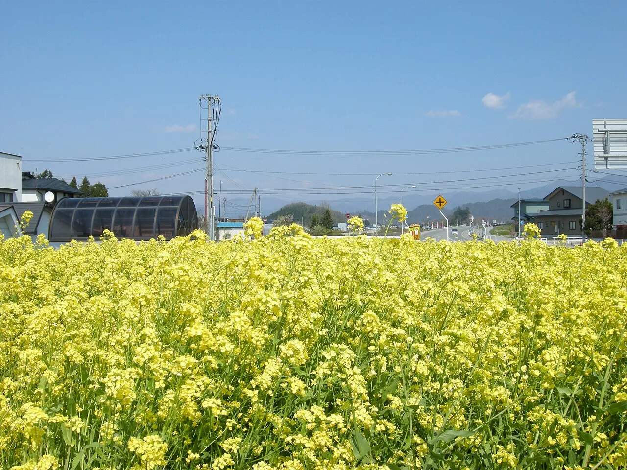 Rape (var. napus) — photo by contri from Yonezawa-Shi, Yamagata, Japan