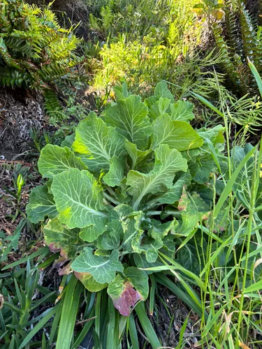 Cabbage