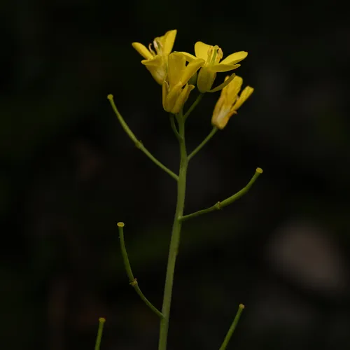 Field Mustard