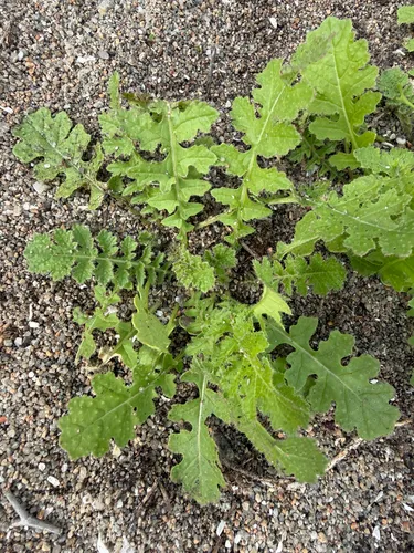 Asian Mustard