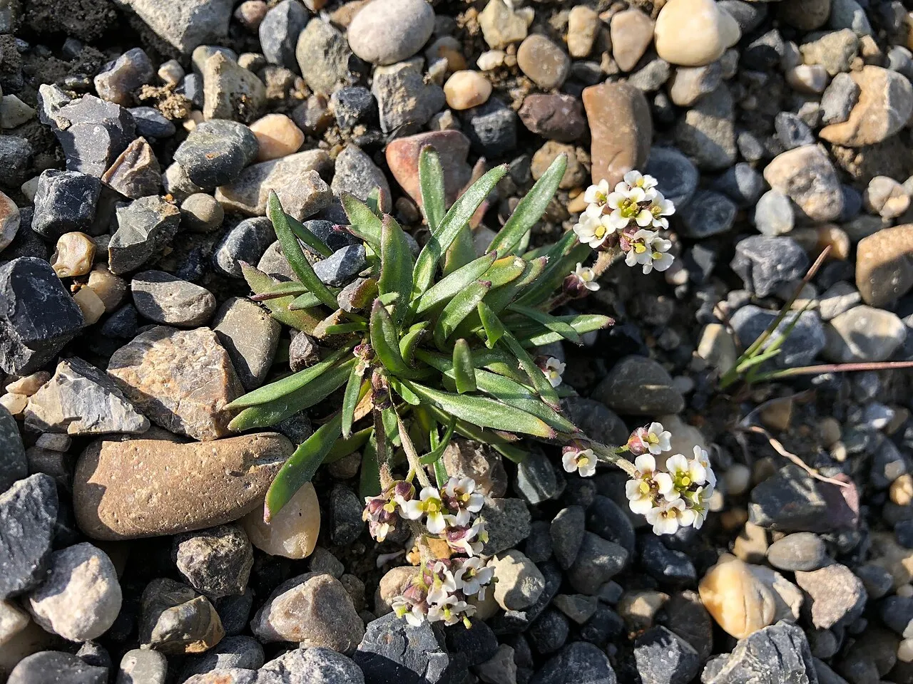Smooth Northern-rockcress (subsp. purpurascens) — photo by Jason Grant
