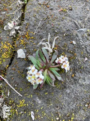 Smooth Northern-rockcress — photo by Anthony B. Zerafa