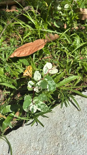 Snowbush — photo by Olivia Whale