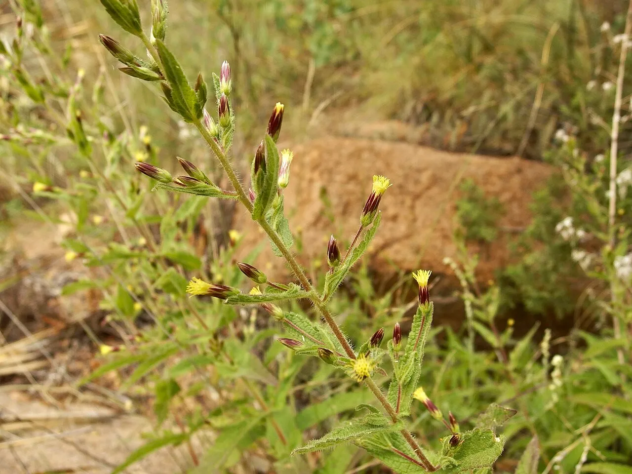 Earleaf Brickellbush — photo by (c) Sue Carnahan, some rights reserved (CC BY)