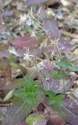 Betonyleaf Brickellbush