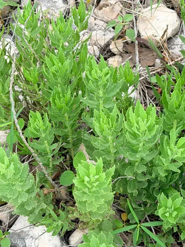 Leafy Brickellbush — photo by Sue Ann Kendall