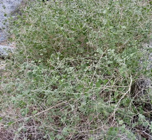 Desert Brickellbush