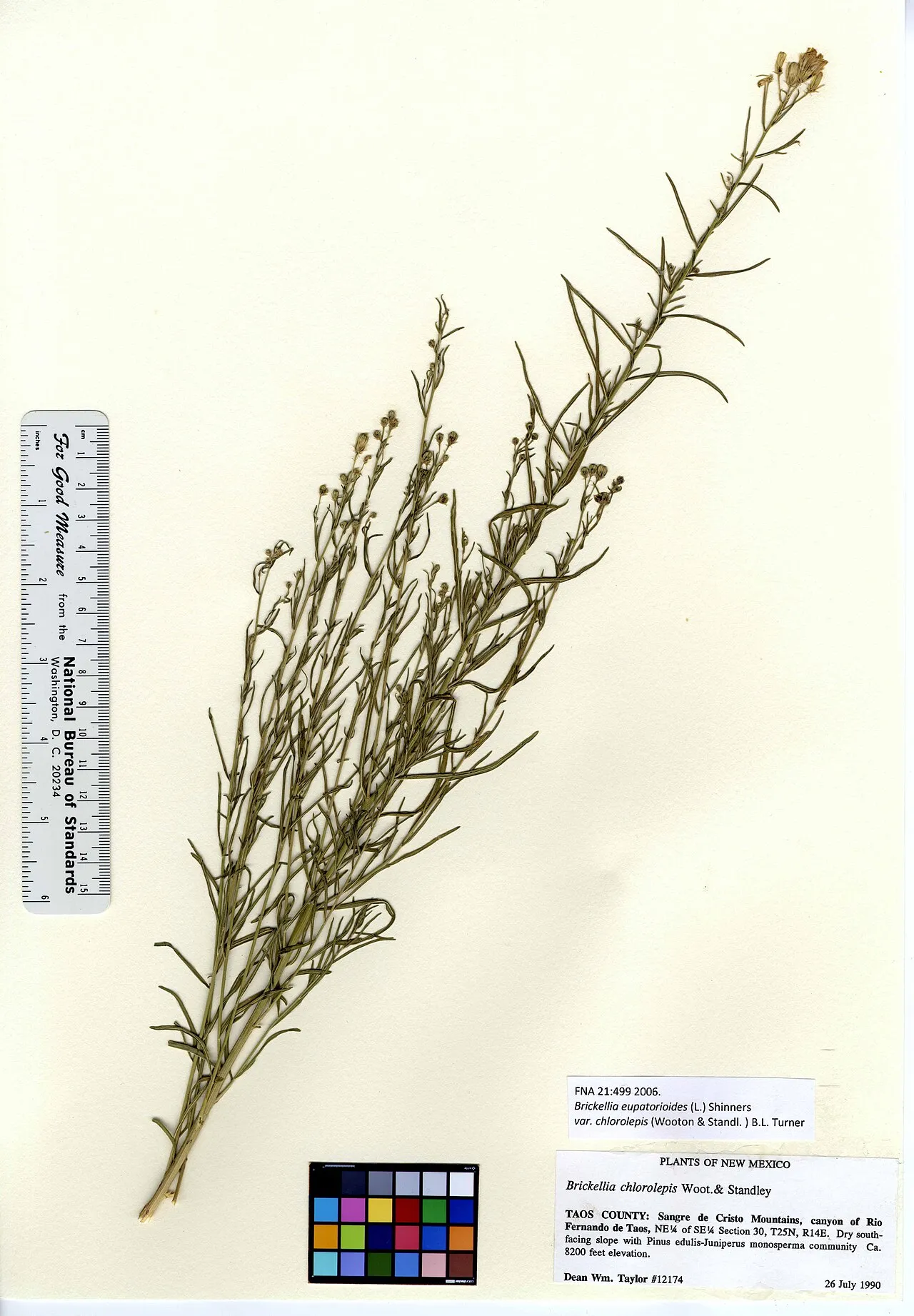 False Boneset (var. chlorolepis) — photo by Dean Wm. Taylor