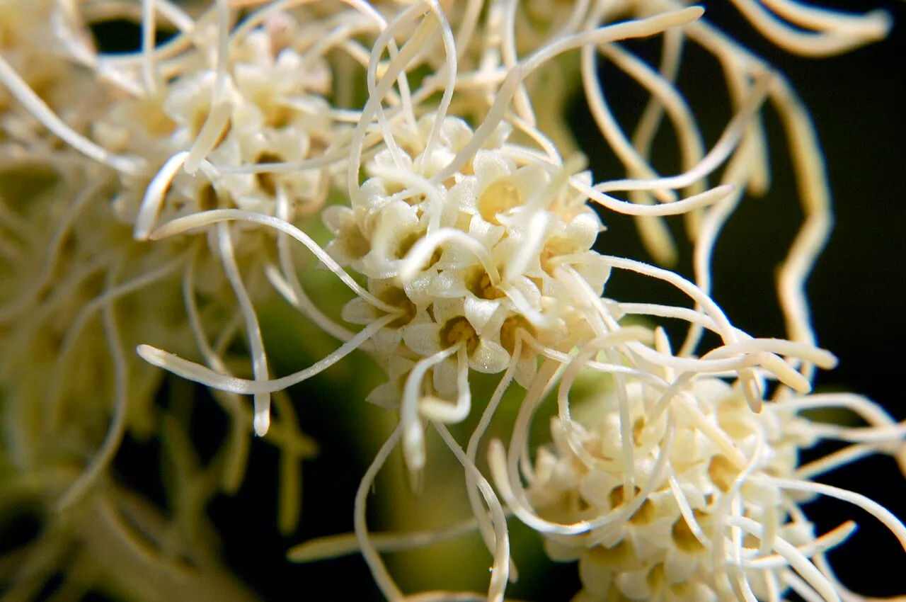 False Boneset (var. corymbulosa) — photo by Frank Mayfield