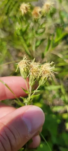 False Boneset — photo by dirtbagbotany