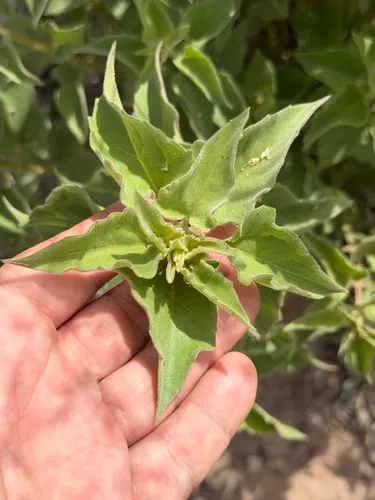 Chihuahuan Brickellbush