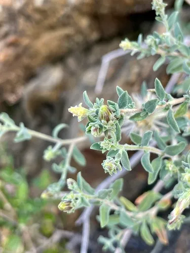 Shrubby Brickellbush — photo by Bonnie Nickel