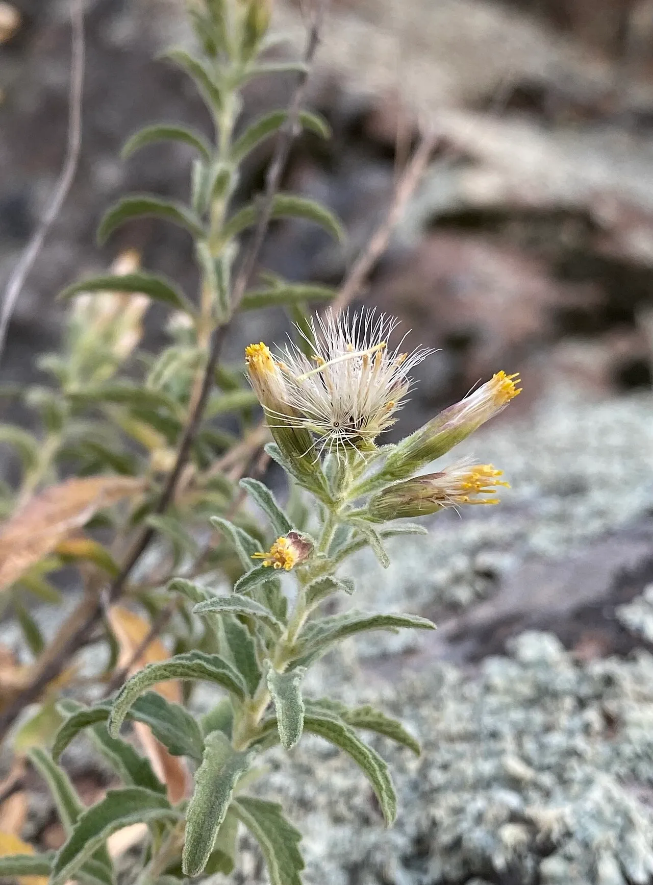 Lemmon's Brickellbush (var. lemmonii) — photo by (c) Daniel McNair, some rights reserved (CC BY)