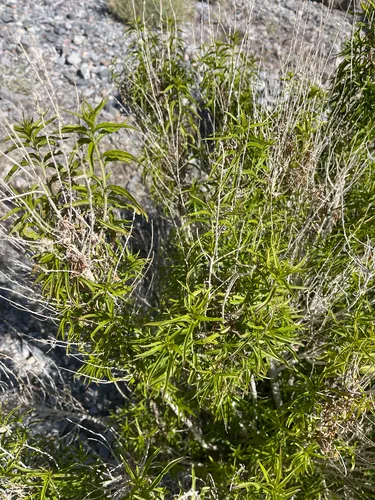 Longleaf Brickellbush (var. multiflora) — photo by glittergravel