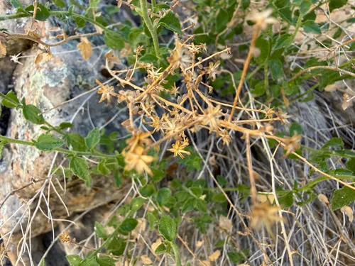 Littleleaf Brickellbush (var. microphylla) — photo by Zach Earl