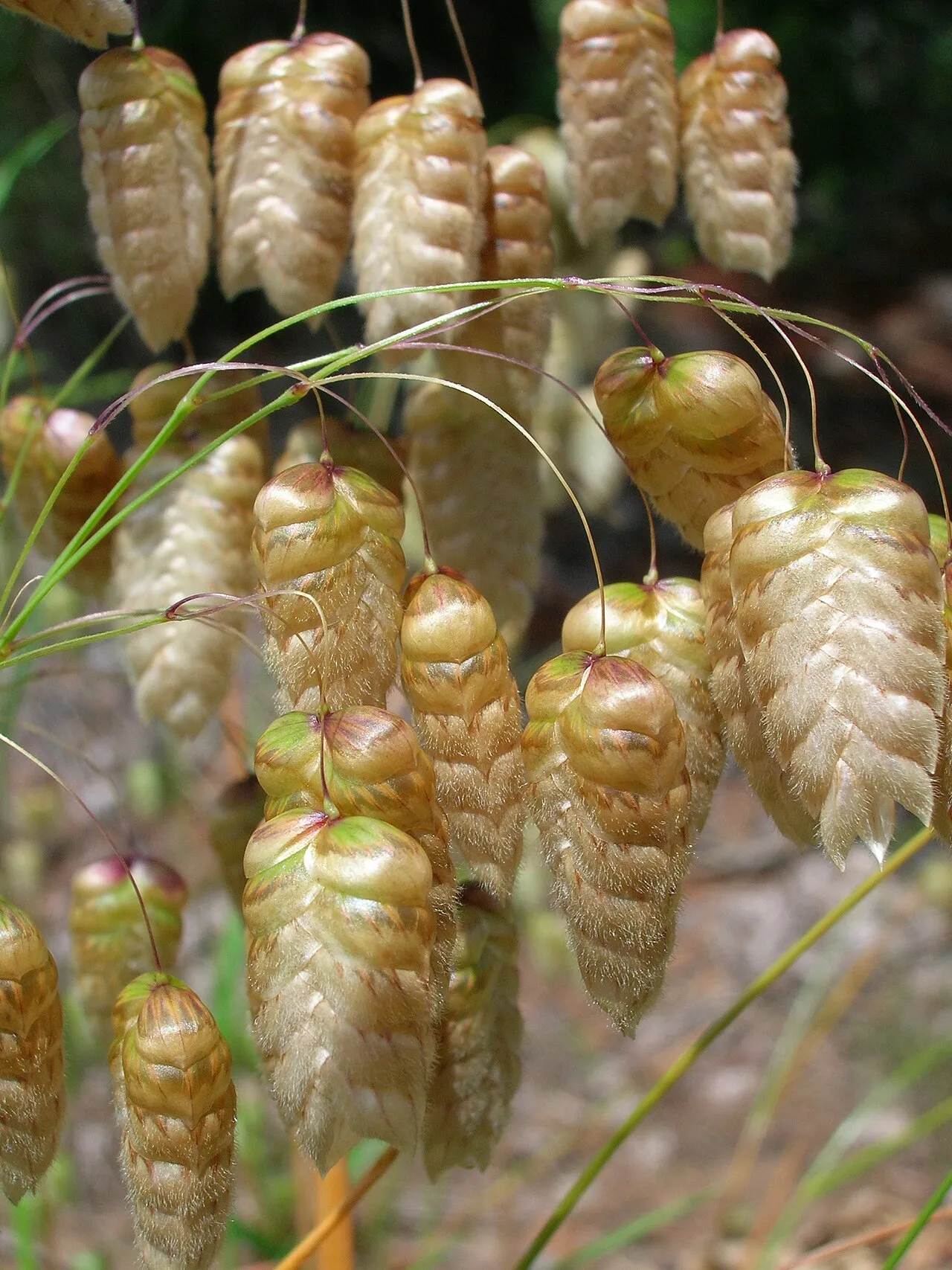 Big Quakinggrass