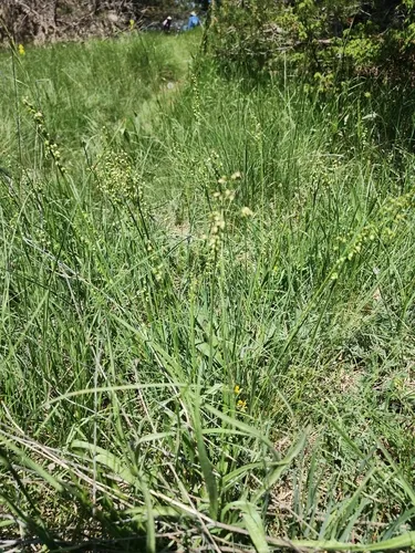 Perennial Quakinggrass — photo by Phil Collier