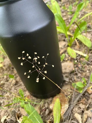 Little Quakinggrass