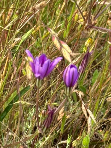 Appendage Brodiaea