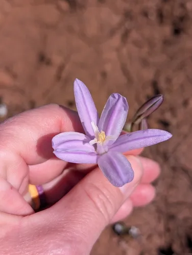 California Brodiaea