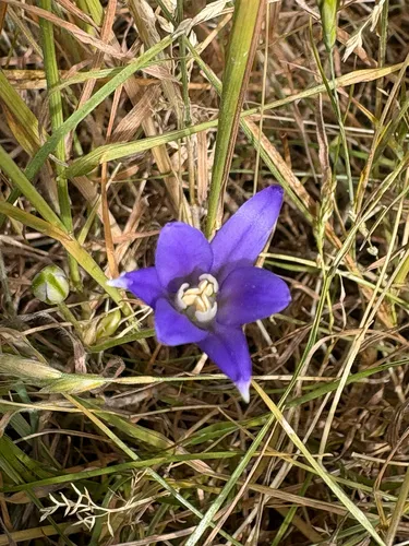 Crown Brodiaea