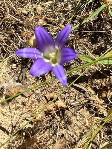Harvest Brodiaea (subsp. elegans) — photo by ElizabethR