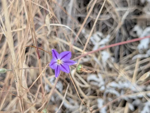 Threadleaf Brodiaea — photo by Matt Bristol