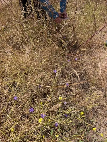 Chaparral Brodiaea