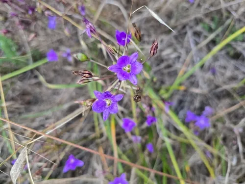 San Clemente Island Brodiaea — photo by blake911