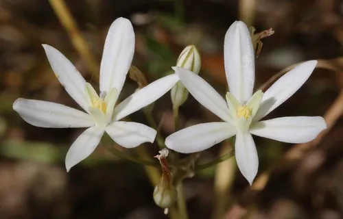 Matson's Brodiaea — photo by Morgan Stickrod