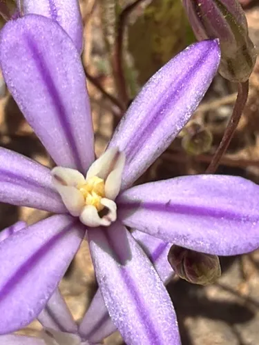 Sierra Brodiaea — photo by suejvarner