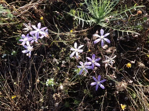 Vernalpool Brodiaea — photo by Y. K. L.