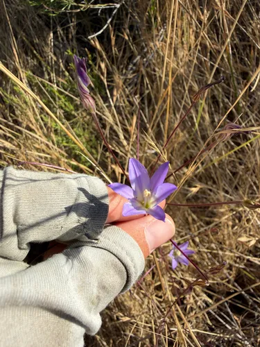 Orcutt's Brodiaea — photo by Rachel Allingham