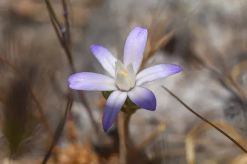 Chinese Camp Brodiaea