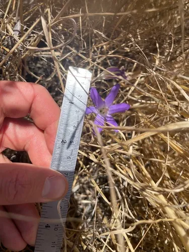 Santa Rosa Basalt Brodiaea — photo by Octa Kong