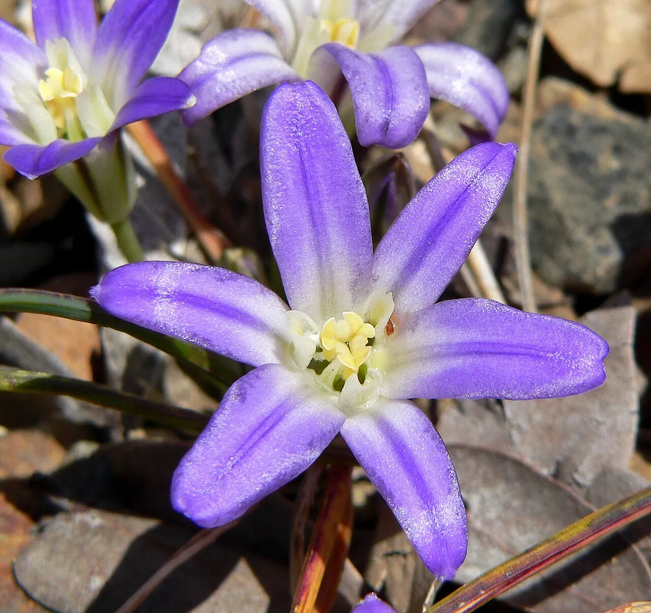Dwarf Brodiaea (subsp. terrestris) — photo by Stan Shebs
