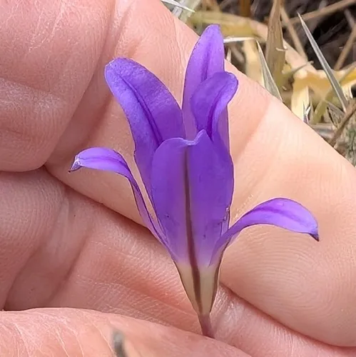 Dwarf Brodiaea