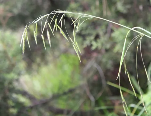 Nodding Brome — photo by Neptalí Ramírez Marcial